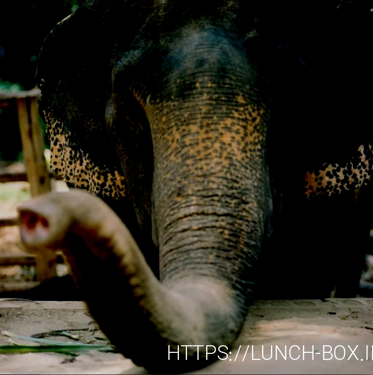 What do animals eat